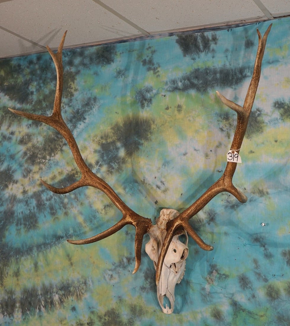 6 x 6 Elk Skull Taxidermy (1 of 3)