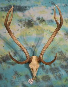 Excellent Axis Deer Skull Taxidermy