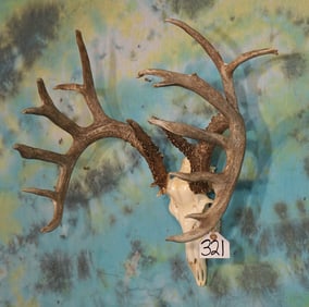 Awesome Unrecorded B & C Non-Typical 210 5/8"net Wild Kill Texas Whitetail Deer Skull Taxidermy