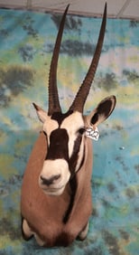 Record Class 38" African Kalahari Gemsbuck Antelope Shoulder Taxidermy Mount