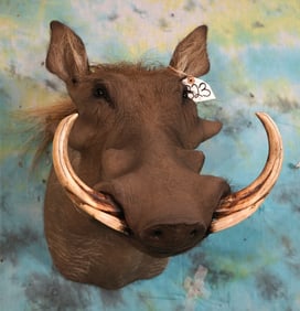 Superior Quality African Warthog Shoulder Taxidermy Mount