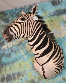 Beautiful South African Zebra Shoulder Taxidermy Mount