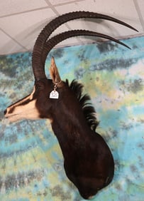 Awesome High Record Book Gold Medal 47 1/8" African Common Sable Antelope Shoulder Taxidermy Mount