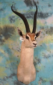 Pretty East African Grants Gazelle Shoulder Taxidermy Mount