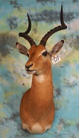 South African Impala Shoulder Taxidermy Antelope Mount