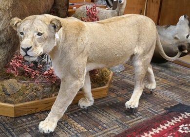 Beautiful Large African Lioness Top Quality Full Body Taxidermy Mount **TEXAS RESIDENTS ONLY!**