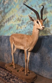 Full Body East African Grants Gazelle Taxidermy Mount