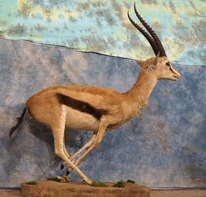 Full Body East African Thompson's Gazelle Taxidermy Mount