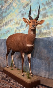 Full Body South African Cape Bushbuck Antelope Taxidermy Mount