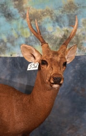 Full Body Australian Hog Deer Taxidermy Mount **TEXAS RESIDENTS ONLY!**