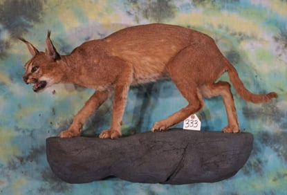 Beautiful South African Caracal Cat Full Body Taxidermy Mount