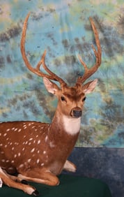 Beautiful Axis Deer Full Body Taxidermy Mount