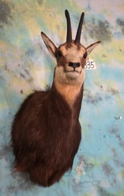 Big & Beautiful Alpine Chamois Shoulder Taxidermy Mount