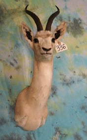 Mongolian Blacktail Gazelle Shoulder Taxidermy Mount