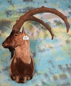 Beautiful Persian Ibex Shoulder Taxidermy Mount