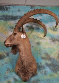 Gobi Desert Ibex Shoulder Taxidermy Mount