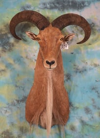 Aoudad Sheep Shoulder Taxidermy Ram Mount