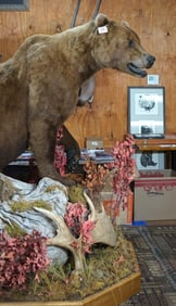 Large Alaskan Coastal Brown Bear Full Body Taxidermy Mount