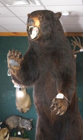 Large Standing Black Bear Full Body Taxidermy Mount