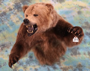Awesome Half Body Mountain Grizzly Bear Taxidermy Mount