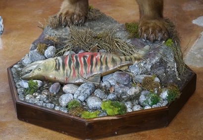 Full Body Standing Alaskan Brown Bear Full Body Taxidermy Mount