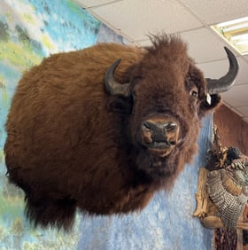 Large Herd Bull American Bison Shoulder Quality Taxidermy Mount