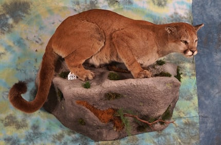 Awesome Mountain Lion Full Body Taxidermy Wall Mount