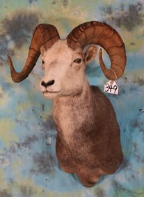 Canadian Stone Sheep Shoulder Taxidermy Mount