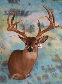 Very Nice South Texas 10pt. Whitetail Deer Shoulder Taxidermy Mount