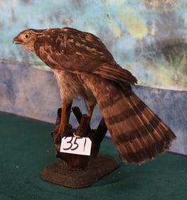 Russian Buteo Hawk Legal Pen Raised Taxidermy Bird Mount