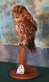 European Common Barn Owl Legal Pen Raised Taxidermy Bird Mount