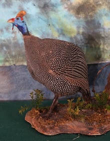 African Speckled Guinea Fowl in Natural Habitat Taxidermy Bird Mount