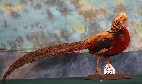 Beautiful Golden Pheasant Taxidermy Bird Mount