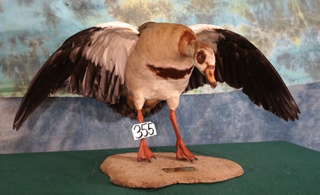 Beautiful Egyptian Goose Taxidermy Bird Mount