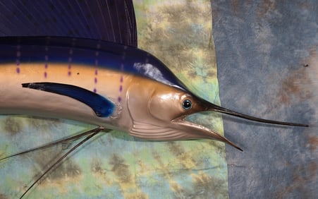 7ft. 8" Sailfish Fiberglass Reproduction Saltwater Fish Taxidermy Mount