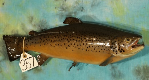Beautiful 19 1/2 Real Skin Brown Trout Taxidermy Fish Mount