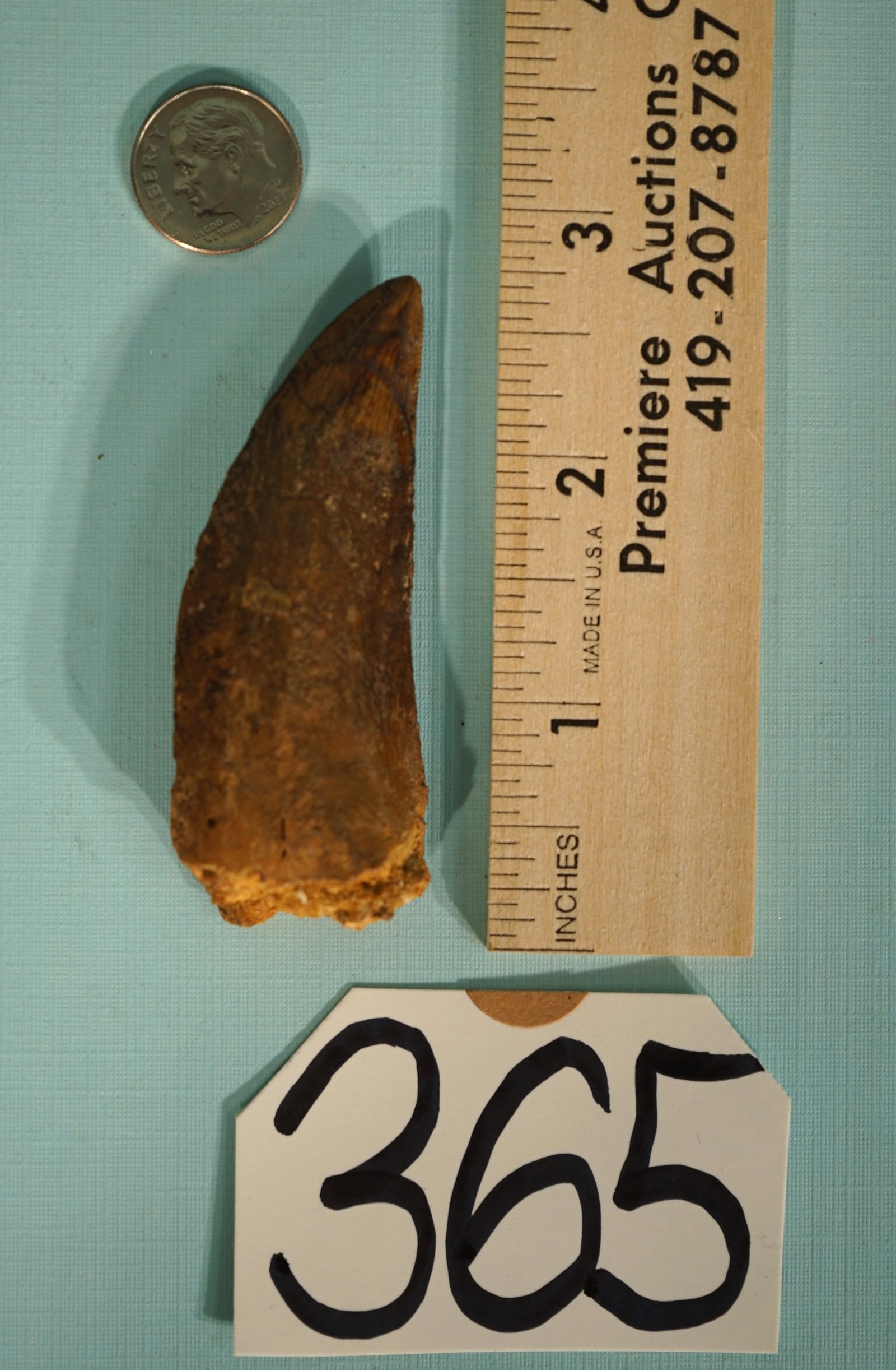 Authentic African T-Rex Fossil Tooth: This big tooth is from a Dinosaur called Carcharodontosaurus saharicus, who was slightly larger than our American T-Rex. He lived in Northwestern Africa in the mid-Jurassic Period. On a 1 to 10 qualit