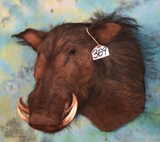 Rare! Central African Giant Forest Hog Shoulder Taxidermy Mount