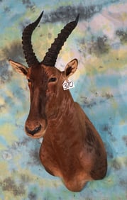 #3 All Time SCI Record Book Gold Medal Tiang Antelope Shoulder Taxidermy Mount