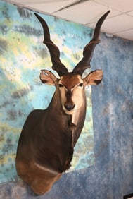 Awesome! Lord Derby Giant Eland Gold Medal Trophy Antelope Shoulder Taxidermy Mount