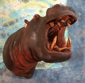 Wow! Real Skin Large Bull Hippo Shoulder Taxidermy Mount