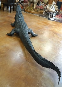 Huge! 12ft & 1/2" Alligator Full Body Taxidermy Mount