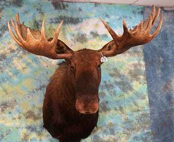 Large 58" 30pts. Alaskan Moose Shoulder Taxidermy Mount