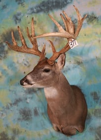 19pts. Non-typical South Texas Whitetail Deer Shoulder Taxidermy Mount