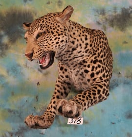 Super Cool Half Body African Leopard Taxidermy Mount **TEXAS RESIDENTS ONLY!**