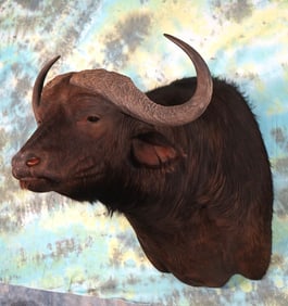 African Cape Buffalo Shoulder Taxidermy Mount