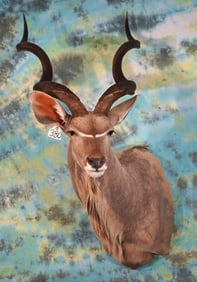 African Greater Kudu Shoulder Taxidermy Mount