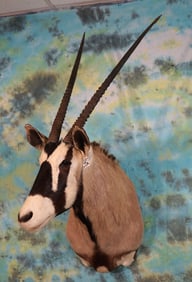 African Kalahari Gemsbuck Antelope Shoulder Taxidermy Mount