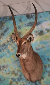 African Common Waterbuck Antelope Shoulder Taxidermy Mount