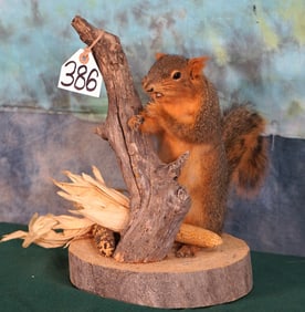Brand New Fox Squirrel Full Body Taxidermy Mount